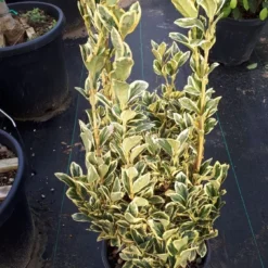Kardinaalshoed (Euonymus Japonicus 'Bravo') -Aanbiedingen Hortus Groei Winkel euonymus wit