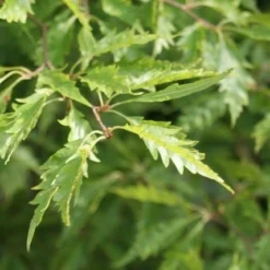 Varenbeuk (Fagus Syvatica 'Asplenifolia' ) -Aanbiedingen Hortus Groei Winkel fagus syl. aspleniifolia 1