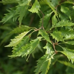 Varenbeuk (Fagus Syvatica 'Asplenifolia' ) -Aanbiedingen Hortus Groei Winkel fagus syl. aspleniifolia 2