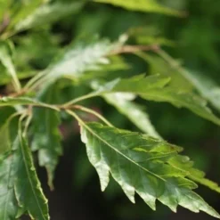 Varenbeuk (Fagus Syvatica 'Asplenifolia' ) -Aanbiedingen Hortus Groei Winkel fagus syl. aspleniifolia 3