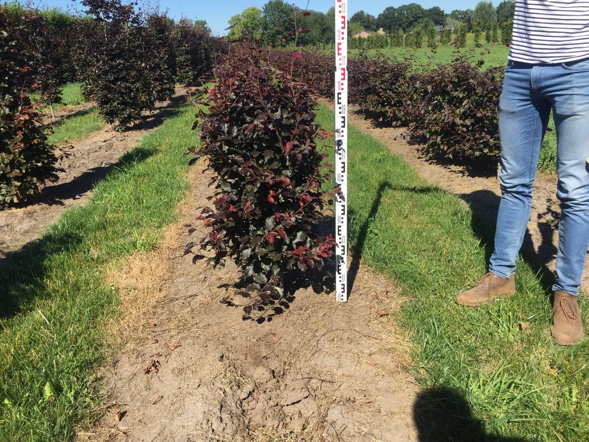Rode Beukenhaag Als Haagelement (Fagus Sylvatica 'Atropunicea') - Afbeelding 11