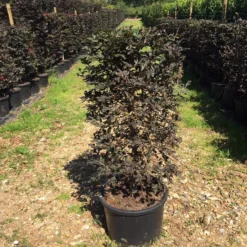 Rode Beukenhaag Als Haagelement (Fagus Sylvatica 'Atropunicea') -Aanbiedingen Hortus Groei Winkel fagus syl. atropunicea 100x45x45cm pot 1