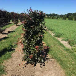 Rode Beukenhaag Als Haagelement (Fagus Sylvatica 'Atropunicea') -Aanbiedingen Hortus Groei Winkel fagus syl. atropunicea 125 x 50 x 50 cm drkl haagelement 1 1