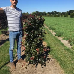 Rode Beukenhaag Als Haagelement (Fagus Sylvatica 'Atropunicea') -Aanbiedingen Hortus Groei Winkel fagus syl. atropunicea 150 x 50 x 50 cm drkl haagelement 1