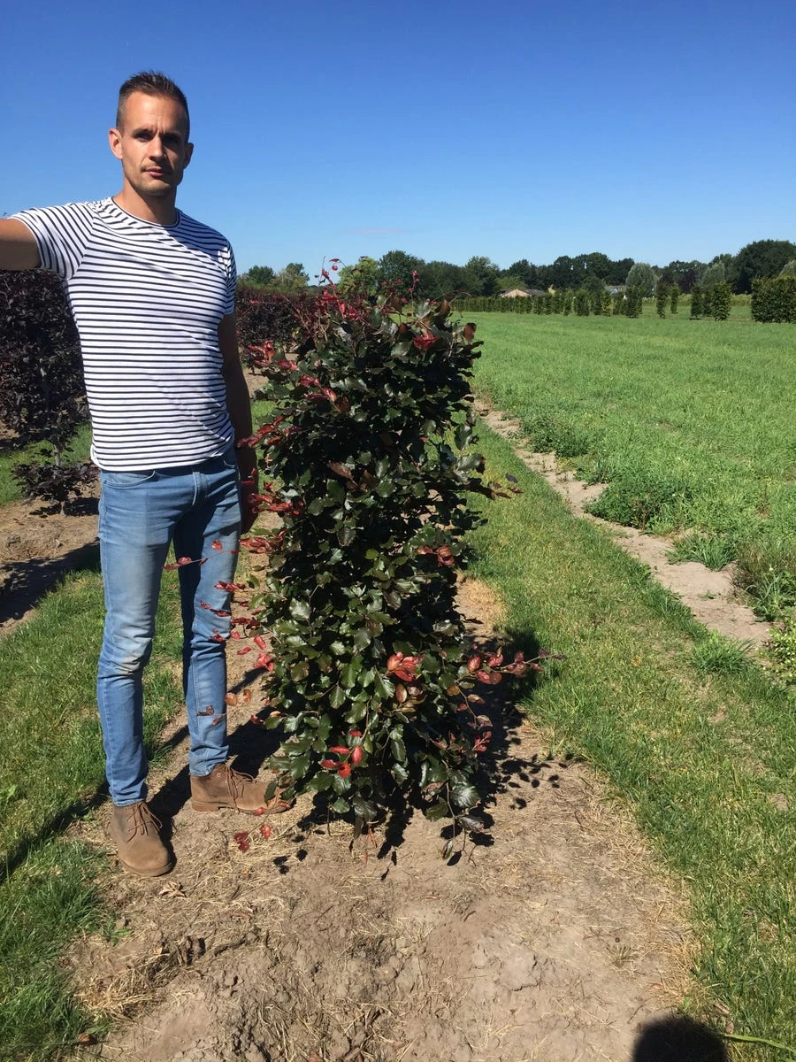 Rode Beukenhaag Als Haagelement (Fagus Sylvatica 'Atropunicea') - Afbeelding 14