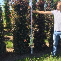 Rode Beukenhaag Als Haagelement (Fagus Sylvatica 'Atropunicea') -Aanbiedingen Hortus Groei Winkel fagus syl. atropunicea 200 x 50 x 50 cm drkl haagelement 2 1