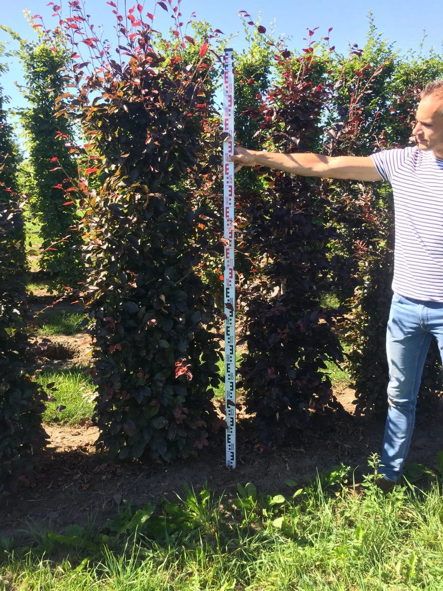 Rode Beukenhaag Als Haagelement (Fagus Sylvatica 'Atropunicea') - Afbeelding 16