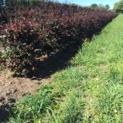 Rode Beukenhaag Als Haagelement (Fagus Sylvatica 'Atropunicea') -Aanbiedingen Hortus Groei Winkel fagus syl. atropunicea 80 x 50 x 50 cm drkl haagelement 1 1