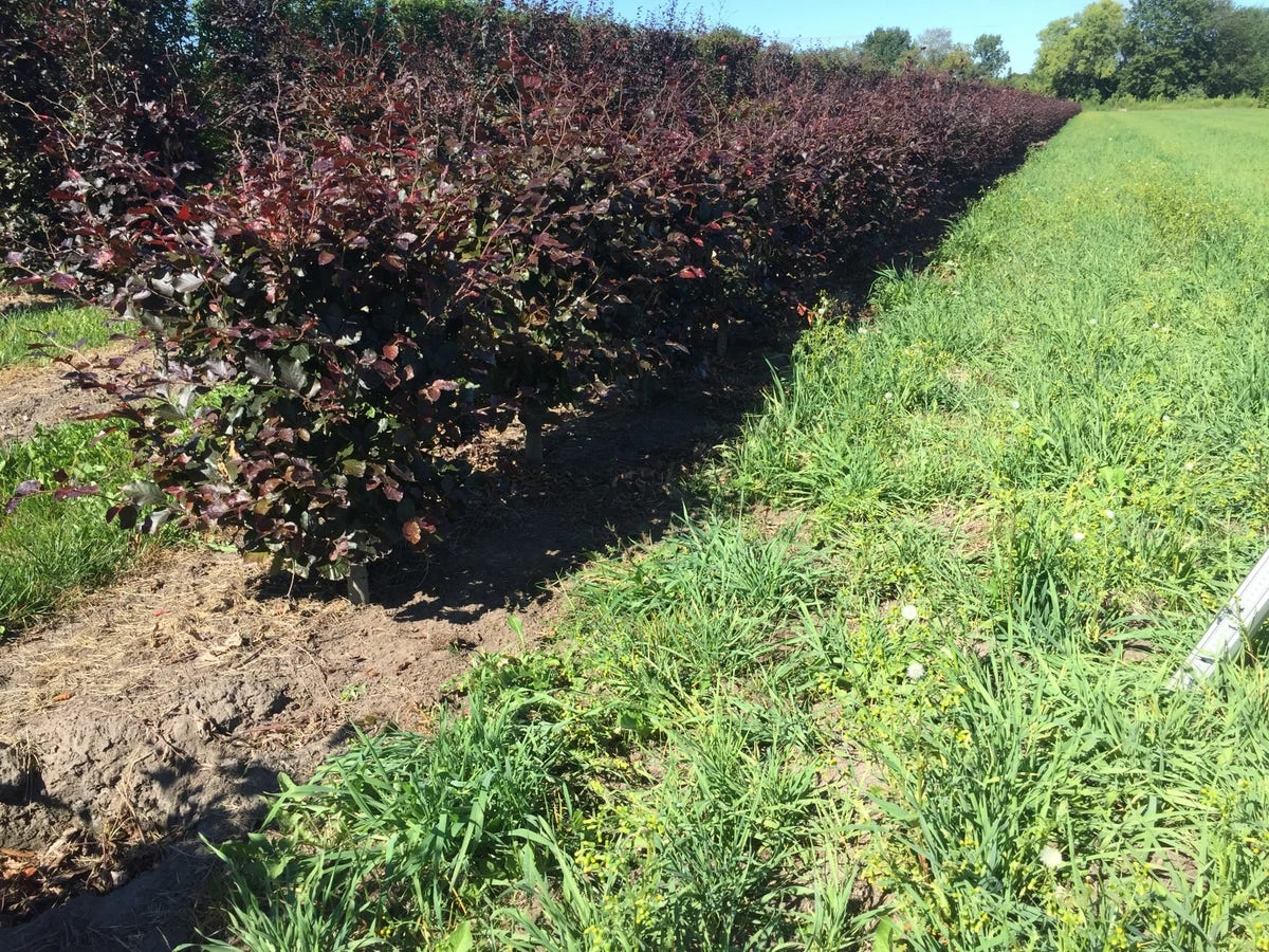 Rode Beukenhaag Als Haagelement (Fagus Sylvatica 'Atropunicea') - Afbeelding 7