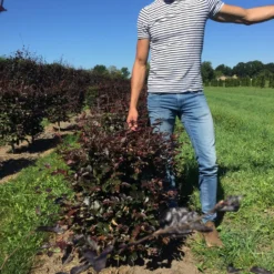 Rode Beukenhaag Als Haagelement (Fagus Sylvatica 'Atropunicea') -Aanbiedingen Hortus Groei Winkel fagus syl. atropunicea 80 x 50 x 50 cm drkl haagelement 3 1