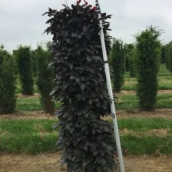 Rode Beukenhaag Als Haagelement (Fagus Sylvatica 'Atropunicea') -Aanbiedingen Hortus Groei Winkel fagus sylv. atrop. 150x50x50 1