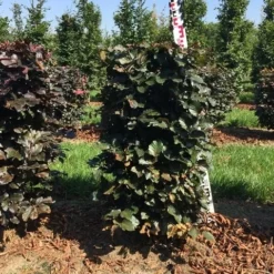Uitgelichte producten -Aanbiedingen Hortus Groei Winkel fagus sylv. atropunicea h100x50x50 cm 2
