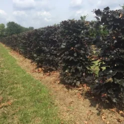 Rode Beukenhaag Als Haagelement (Fagus Sylvatica 'Atropunicea') -Aanbiedingen Hortus Groei Winkel fagus sylv. atropunicea h125x50x50cm 1