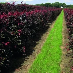 Rode Beukenhaag Als Haagelement (Fagus Sylvatica 'Atropunicea') -Aanbiedingen Hortus Groei Winkel fagus sylv.atropunicea 1