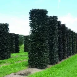 Rode Beukenhaag Als Haagelement (Fagus Sylvatica 'Atropunicea') -Aanbiedingen Hortus Groei Winkel fagus sylvatica atropunicea 1