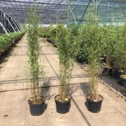 Niet Woekerende Bamboe (Fargesia 'Jiuzhaigou') -Aanbiedingen Hortus Groei Winkel fargesia 2