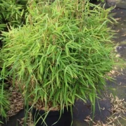 Niet Woekerende Bamboe (Fargesia Robusta) -Aanbiedingen Hortus Groei Winkel fargesia 2