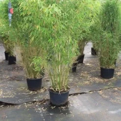 Niet Woekerende Bamboe (Fargesia Robusta) -Aanbiedingen Hortus Groei Winkel fargesia 4