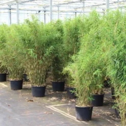 Niet Woekerende Bamboe (Fargesia Robusta) -Aanbiedingen Hortus Groei Winkel fargesia 5