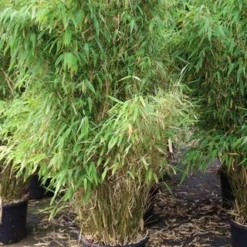 Niet Woekerende Bamboe (Fargesia Robusta) -Aanbiedingen Hortus Groei Winkel fargesia 6