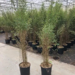 Niet Woekerende Bamboe (Fargesia 'Jiuzhaigou') -Aanbiedingen Hortus Groei Winkel fargesia jiu