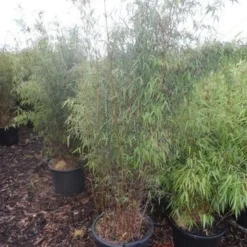 Niet Woekerende Bamboe (Fargesia 'Jiuzhaigou') -Aanbiedingen Hortus Groei Winkel fargesia jiu 125 150 175 c30
