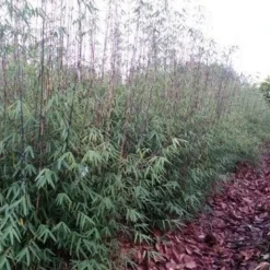 Niet Woekerende Bamboe (Fargesia 'Jiuzhaigou') -Aanbiedingen Hortus Groei Winkel fargesia jiuzaghou 4 1