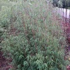 Niet Woekerende Bamboe (Fargesia 'Jiuzhaigou') -Aanbiedingen Hortus Groei Winkel fargesia jiuzaghou 4 2