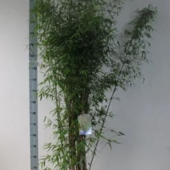 Niet Woekerende Bamboe (Fargesia 'Jiuzhaigou') -Aanbiedingen Hortus Groei Winkel fargesia juizhaigo 125 150 co. 18l kopie kopie
