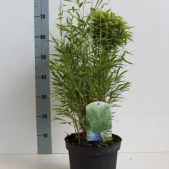 Niet Woekerende Bamboe (Fargesia Murieliae 'Bimbo') -Aanbiedingen Hortus Groei Winkel fargesia m bimbo 40 50 cm co. 5l kopie 1