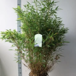 Niet Woekerende Bamboe (Fargesia Murieliae 'Simba') -Aanbiedingen Hortus Groei Winkel fargesia m simba 80 100 cm co. 15 kopie 1