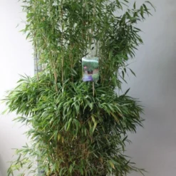 Niet Woekerende Bamboe (Fargesia Murieliae 'Jumbo') -Aanbiedingen Hortus Groei Winkel fargesia m super jumbo 125 150 co. 30l kopie