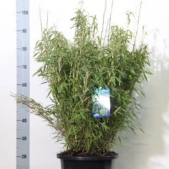 Niet Woekerende Bamboe (Fargesia Murieliae 'Bimbo') -Aanbiedingen Hortus Groei Winkel fargesia mur. bimbo 60 80 cm co. 12l