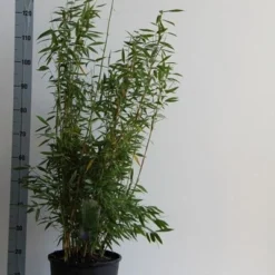 Niet Woekerende Bamboe (Fargesia 'Dino') -Aanbiedingen Hortus Groei Winkel fargesia mur. dino 80 100 cm co. 12l v 1