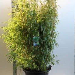 Niet Woekerende Bamboe (Fargesia Murieliae 'Jumbo') -Aanbiedingen Hortus Groei Winkel fargesia mur. super jumbo 150 175 cm co. 35l