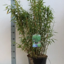 Niet Woekerende Bamboe (Fargesia Murieliae 'Jumbo') -Aanbiedingen Hortus Groei Winkel fargesia mur. super jumbo 60 80 cm co. 7.5l kopie 1