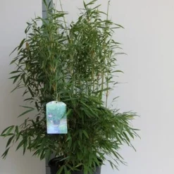 Niet Woekerende Bamboe (Fargesia Murieliae 'Jumbo') -Aanbiedingen Hortus Groei Winkel fargesia mur. super jumbo 80 100 cm co. 12l 1