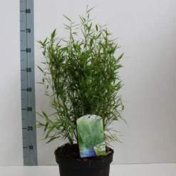 Niet Woekerende Bamboe (Fargesia Murieliae 'Bimbo') -Aanbiedingen Hortus Groei Winkel fargesia mur bimbo 40 60 co. 5l kopie 1
