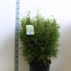 Niet Woekerende Bamboe (Fargesia Murieliae 'Bimbo') -Aanbiedingen Hortus Groei Winkel fargesia mur bimbo 60 80 cm co. 20l kopie 1