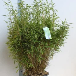 Niet Woekerende Bamboe (Fargesia Murieliae 'Bimbo') -Aanbiedingen Hortus Groei Winkel fargesia mur bimbo 80 100 cm co. 25l kopie