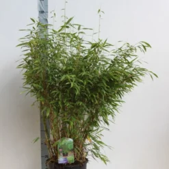 Niet Woekerende Bamboe (Fargesia Murieliae 'Jumbo') -Aanbiedingen Hortus Groei Winkel fargesia mur super jumbo 80 100 cm co. 12l. kopie 1