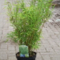 Niet Woekerende Bamboe (Fargesia Murieliae 'Bimbo') -Aanbiedingen Hortus Groei Winkel fargesia murieliae bimbo 3
