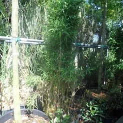 Niet Woekerende Bamboe (Fargesia Murieliae 'Jumbo') -Aanbiedingen Hortus Groei Winkel fargesia murieliae jumbo 175 200 c35 1