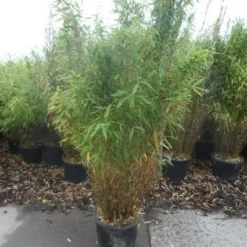 Niet Woekerende Bamboe (Fargesia Murieliae 'Simba') -Aanbiedingen Hortus Groei Winkel fargesia murieliae simba 125 150 c20 1