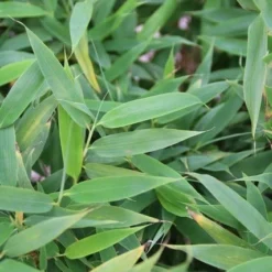 Niet Woekerende Bamboe (Fargesia Murieliae 'Simba') -Aanbiedingen Hortus Groei Winkel fargesia murieliae simba 1 1