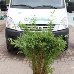 Niet Woekerende Bamboe (Fargesia Murieliae 'Simba') -Aanbiedingen Hortus Groei Winkel fargesia murieliae simba 2 1