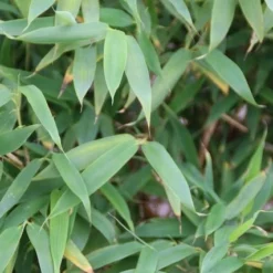 Niet Woekerende Bamboe (Fargesia Murieliae 'Simba') -Aanbiedingen Hortus Groei Winkel fargesia murieliae simba 3 1