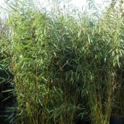 Niet Woekerende Bamboe (Fargesia Robusta) -Aanbiedingen Hortus Groei Winkel fargesia robusta 1