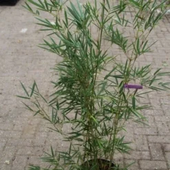 Niet Woekerende Bamboe (Fargesia Robusta) -Aanbiedingen Hortus Groei Winkel fargesia robusta 1