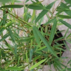 Niet Woekerende Bamboe (Fargesia Robusta) -Aanbiedingen Hortus Groei Winkel fargesia robusta 2
